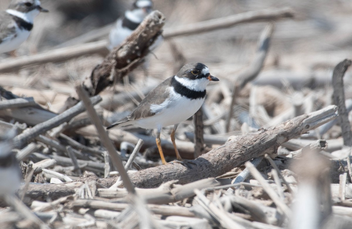 Semipalmated Plover - ML547792641