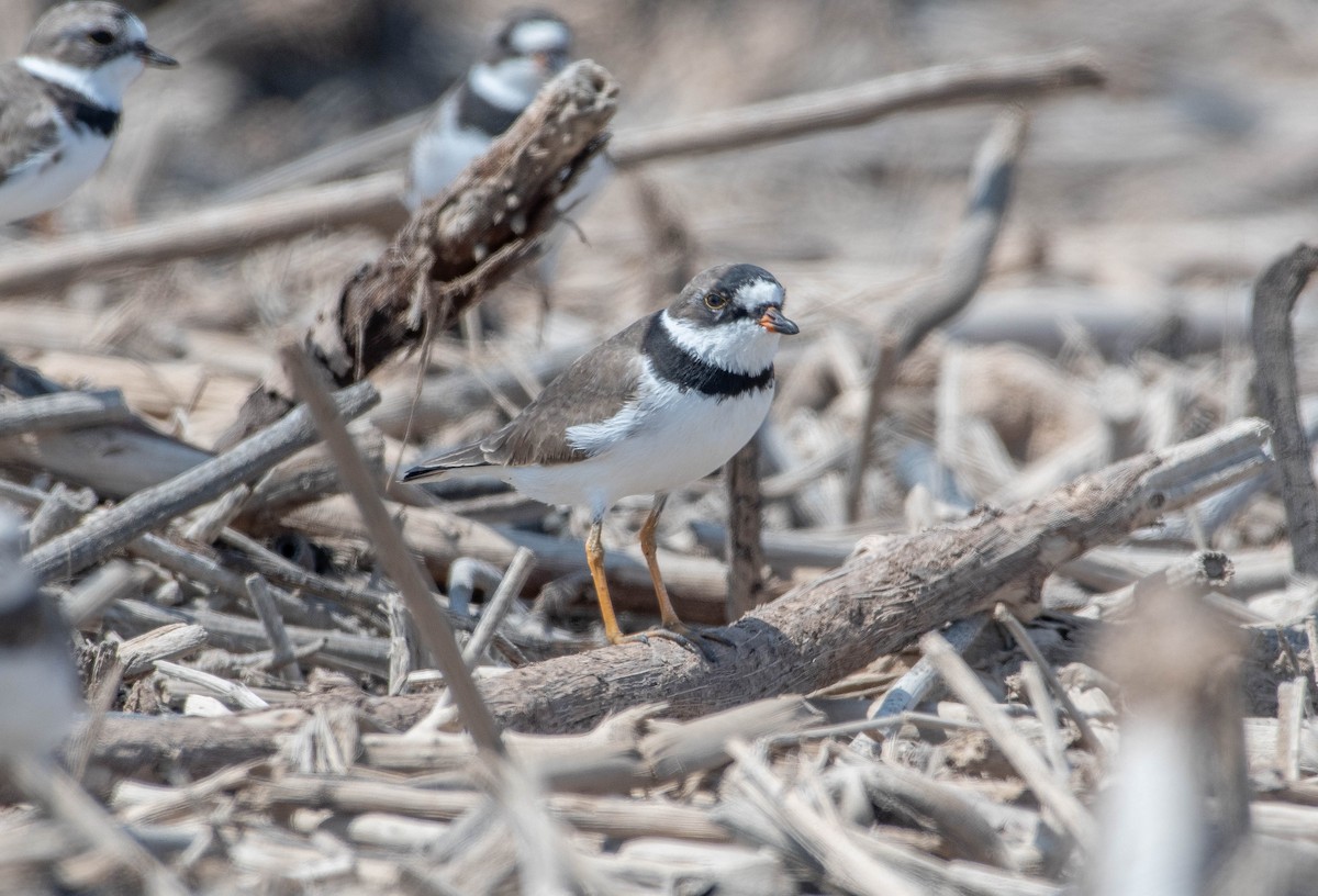 Semipalmated Plover - ML547792651