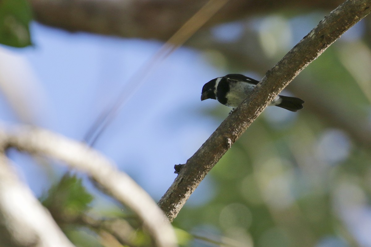 Variable Seedeater - ML54779291