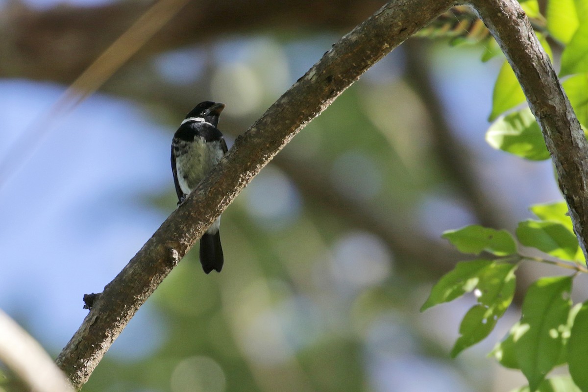 Variable Seedeater - ML54779301