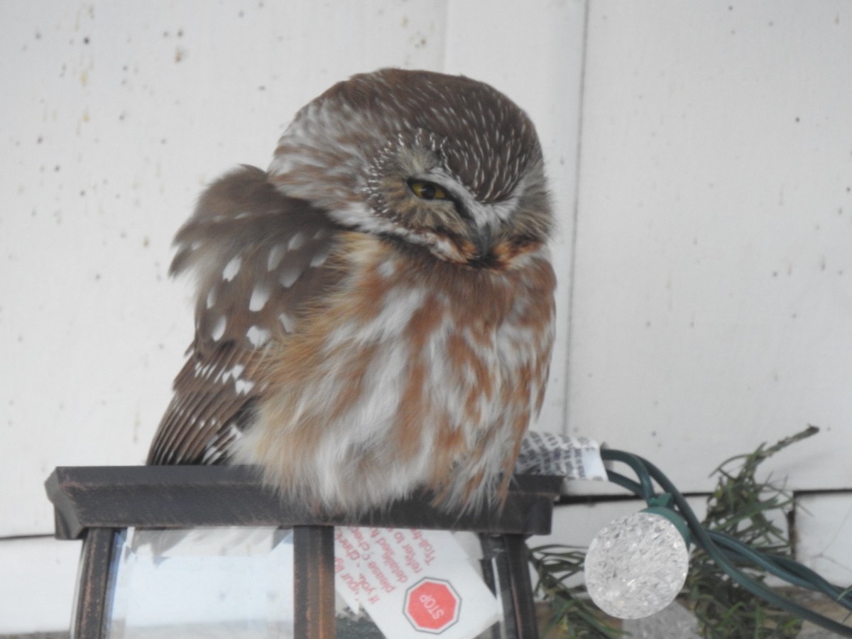 Northern Saw-whet Owl - Jacques Normand