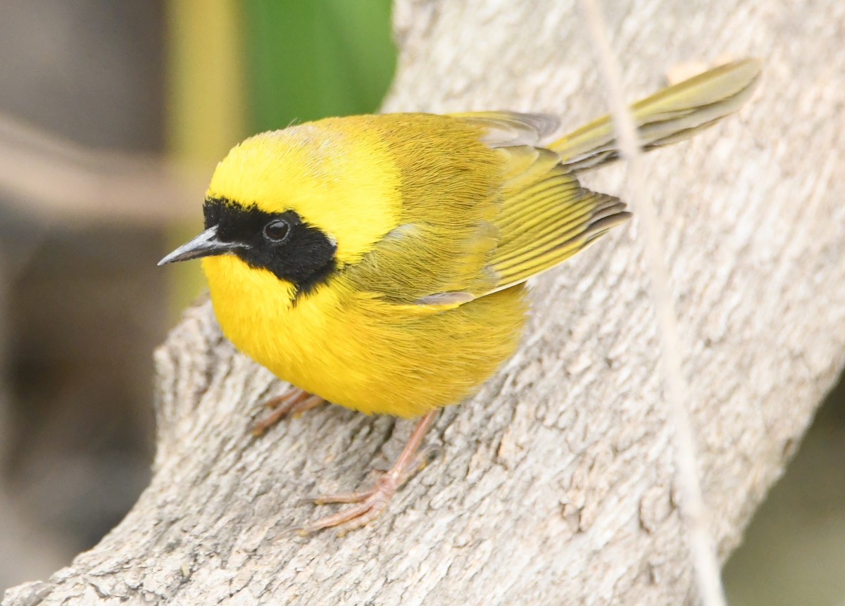 Altamira Yellowthroat - Leonardo Guzmán (Kingfisher Birdwatching Nuevo León)