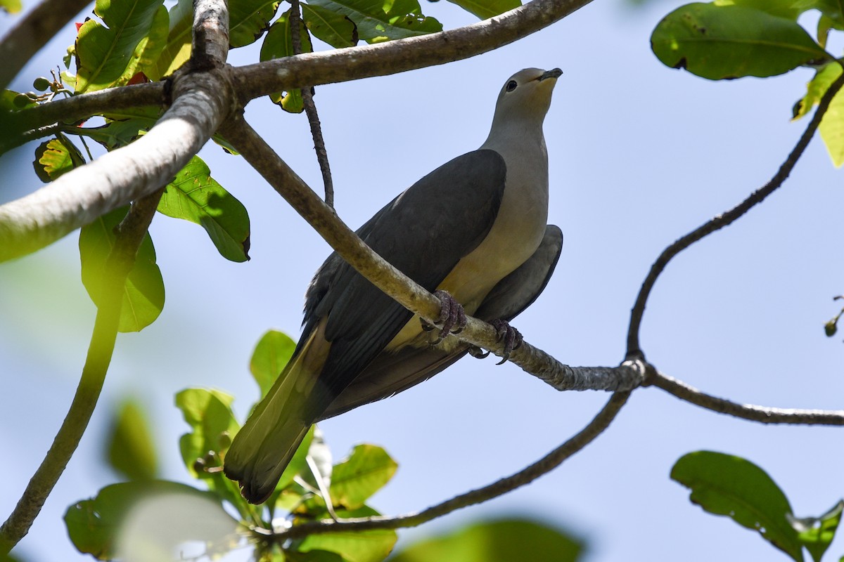 Gray Imperial-Pigeon - ML547813031