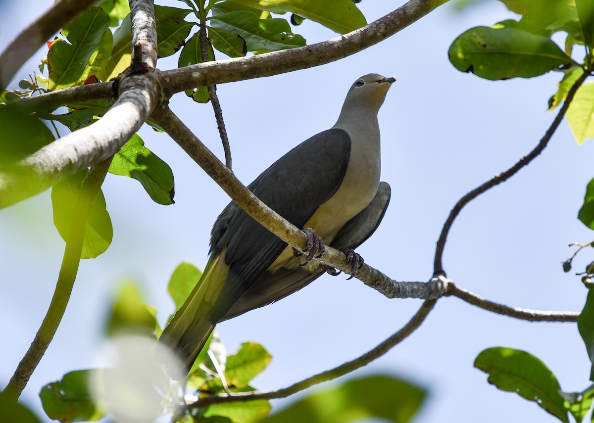 Gray Imperial-Pigeon - ML547813091