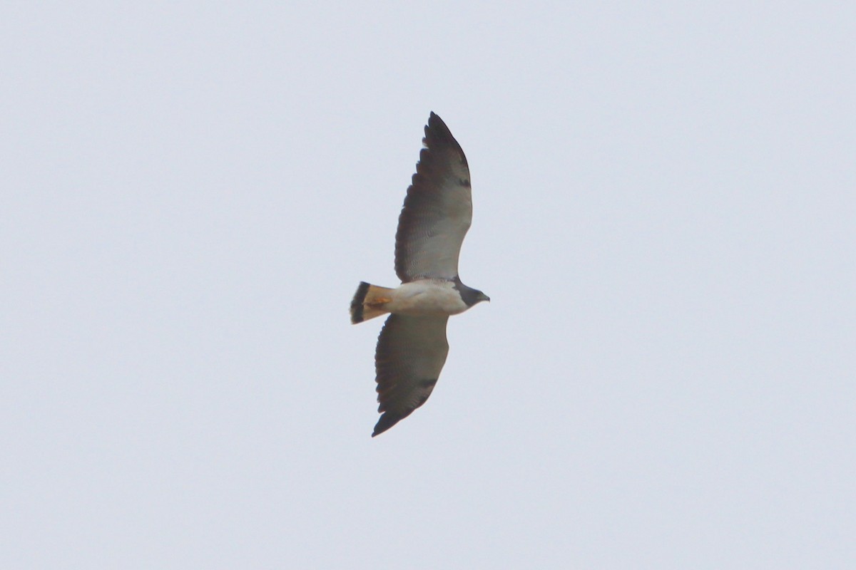 White-tailed Hawk - ML547813801