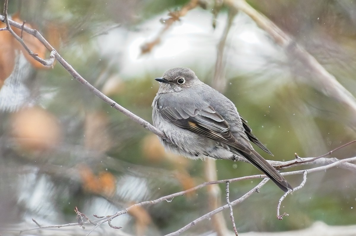 Townsend's Solitaire - ML547814481