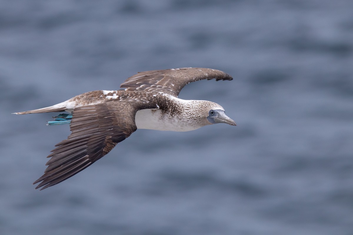 Blue-footed Booby - ML547817881