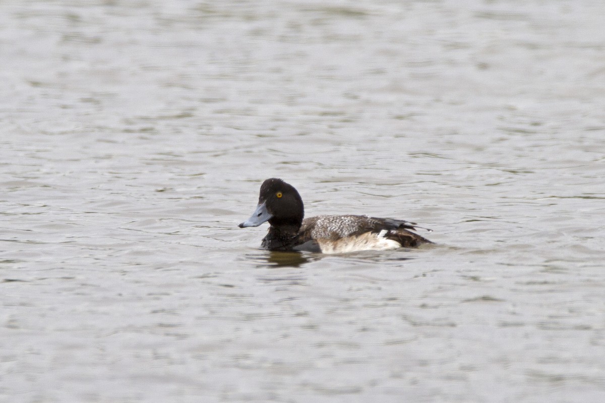 Greater Scaup - ML547821361