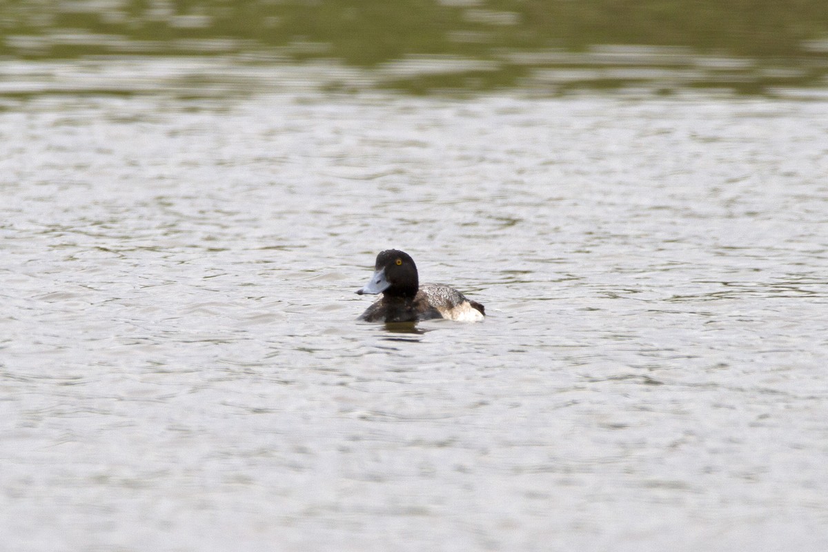 Greater Scaup - ML547821371