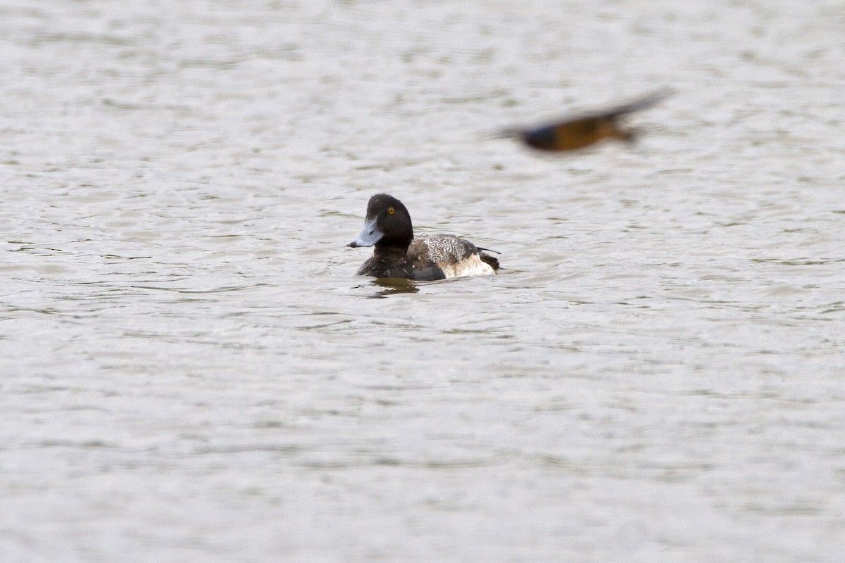 Greater Scaup - ML547821391
