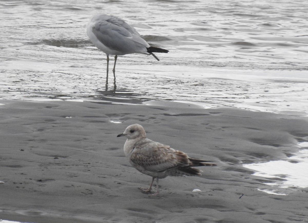 Short-billed Gull - ML547822861
