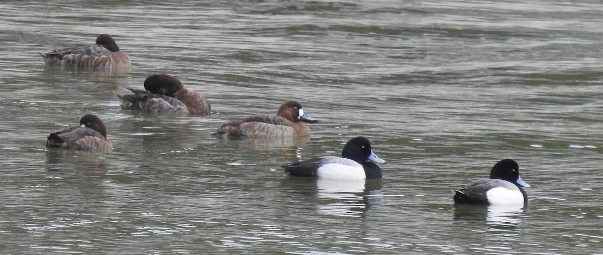Greater Scaup - ML547823251