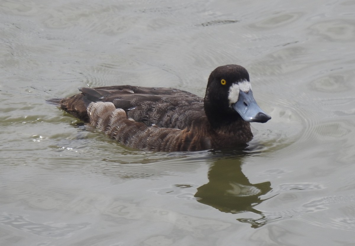 Greater Scaup - ML547823271