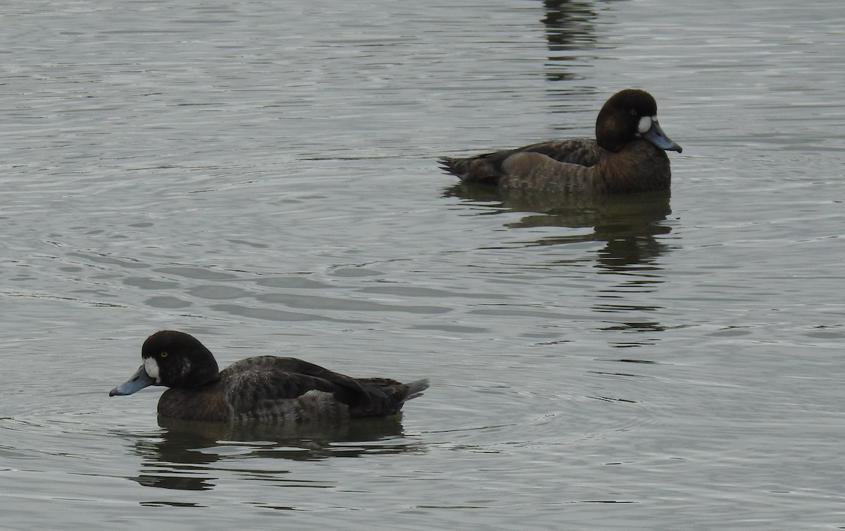 Greater Scaup - ML547824381