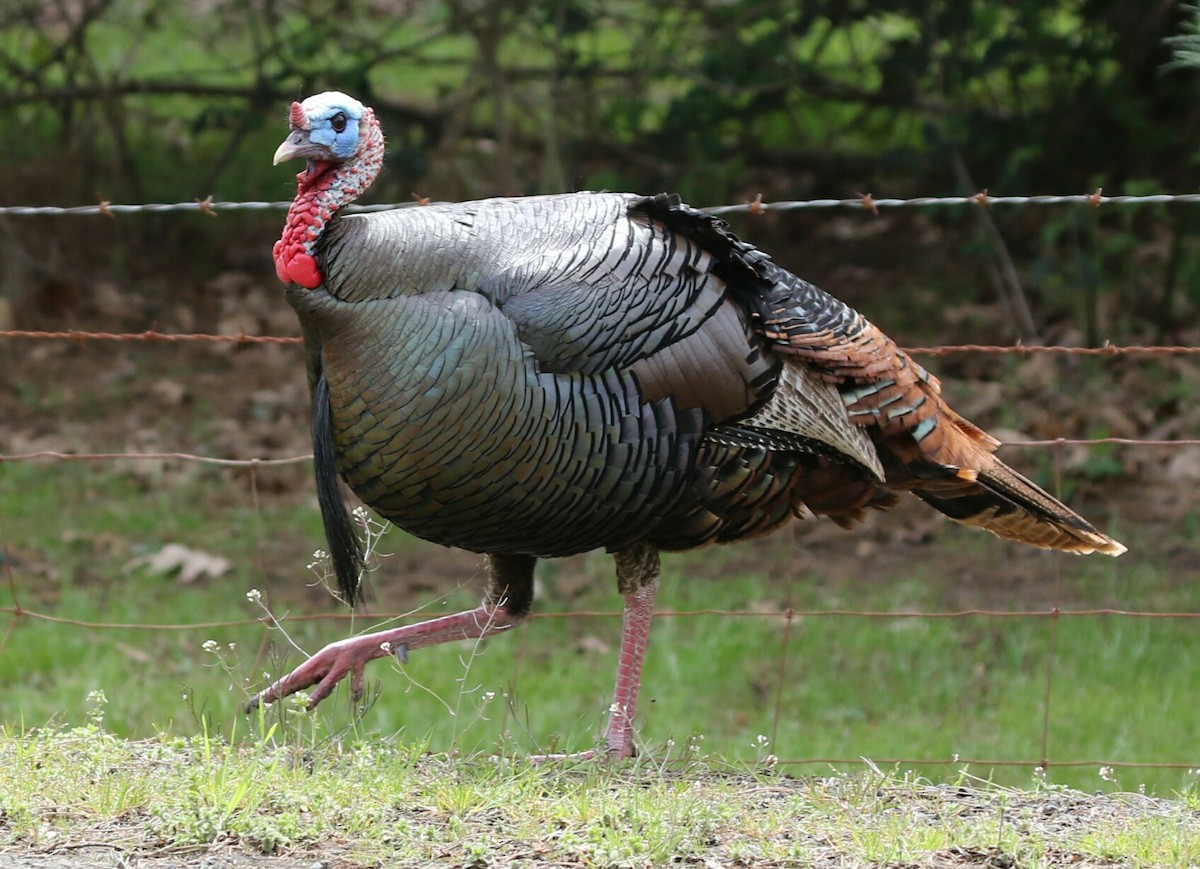 Wild Turkey - Thomas Gilg