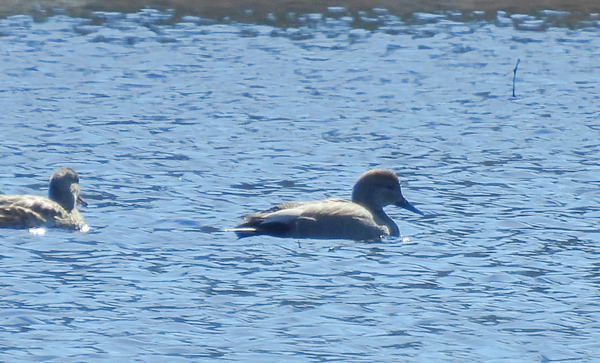Mass Audubon eBird Checklist 20 Mar 2023 Stony Brook Wildlife