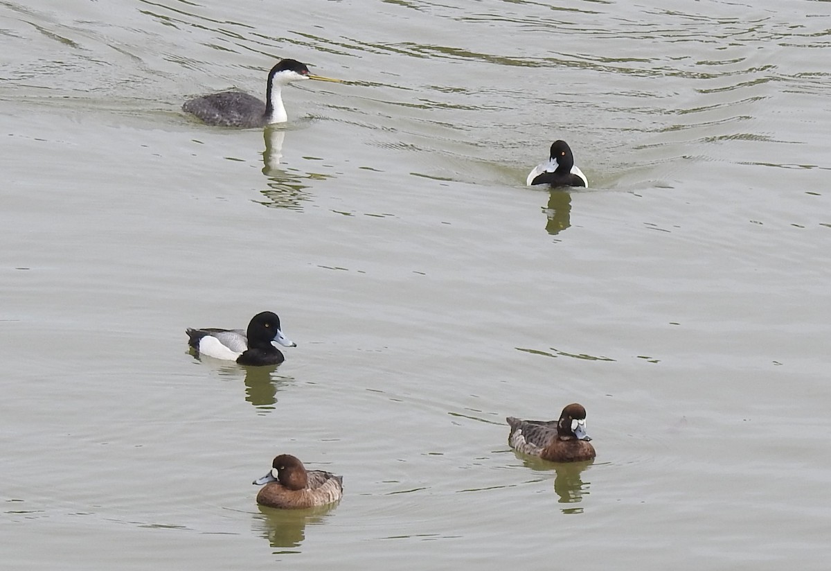 Greater Scaup - ML547825731