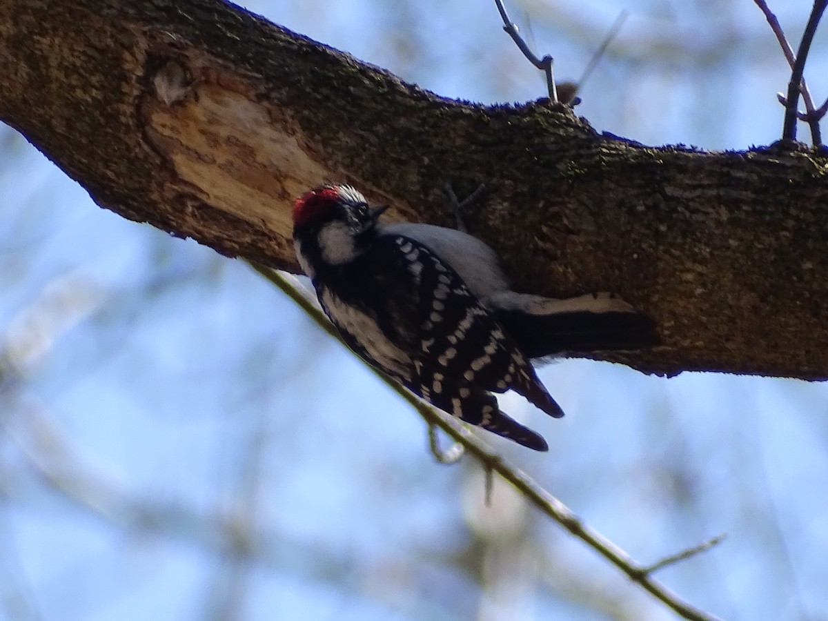 Downy Woodpecker - Jeffrey Roth