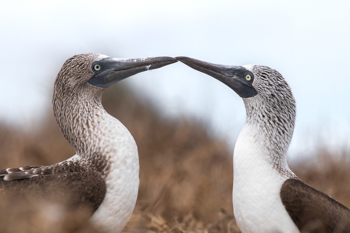 Blue-footed Booby - ML547826811