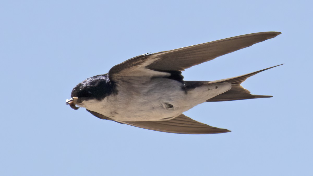 Pearl-breasted Swallow - ML547835931