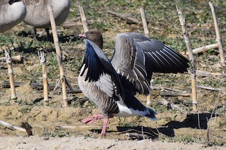 Pink-footed Goose, ML547840761