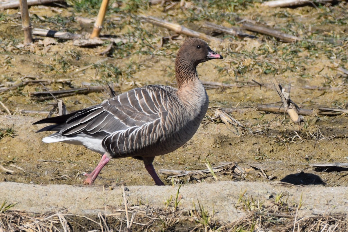 Pink-footed Goose - ML547841061