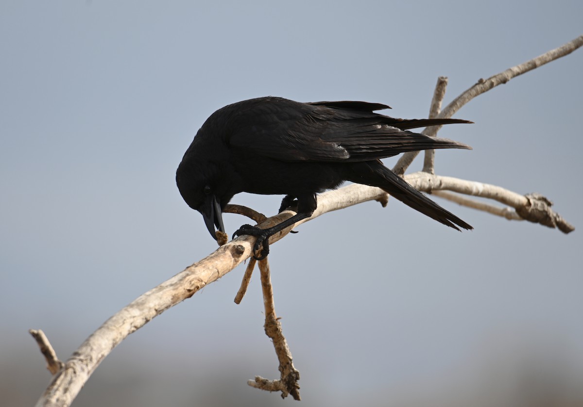 American Crow - ML547841201
