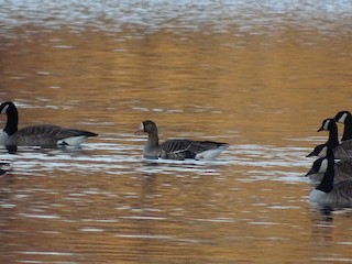 Greater White-fronted Goose, ML547843691