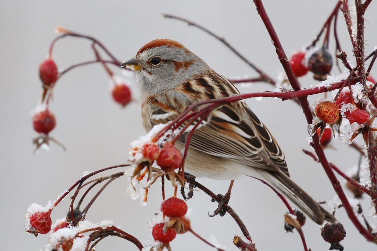 American Tree Sparrow - Douglas Faulder