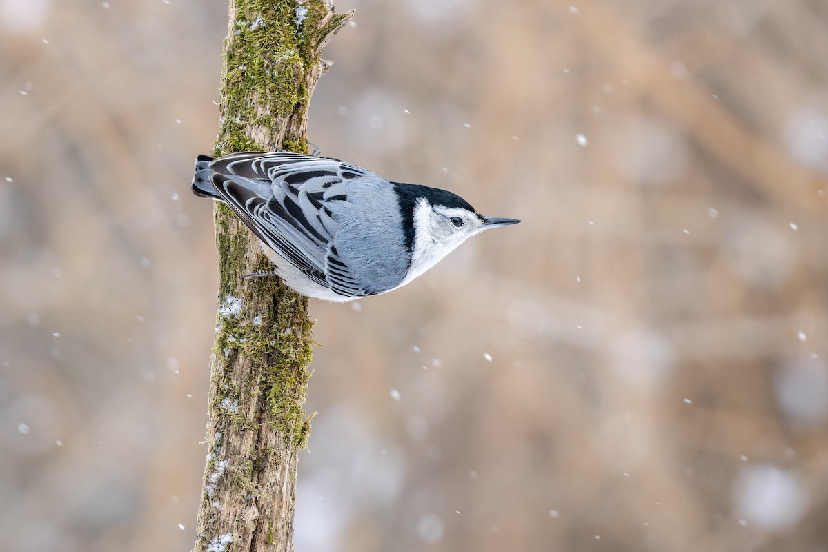 White-breasted Nuthatch - ML547845411