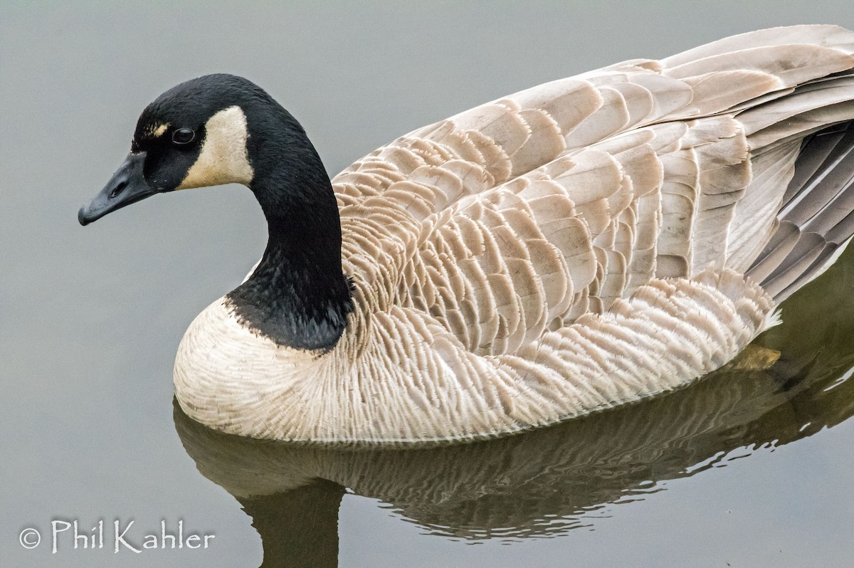 Canada Goose - Phil Kahler