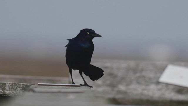 Boat-tailed Grackle - ML547850111
