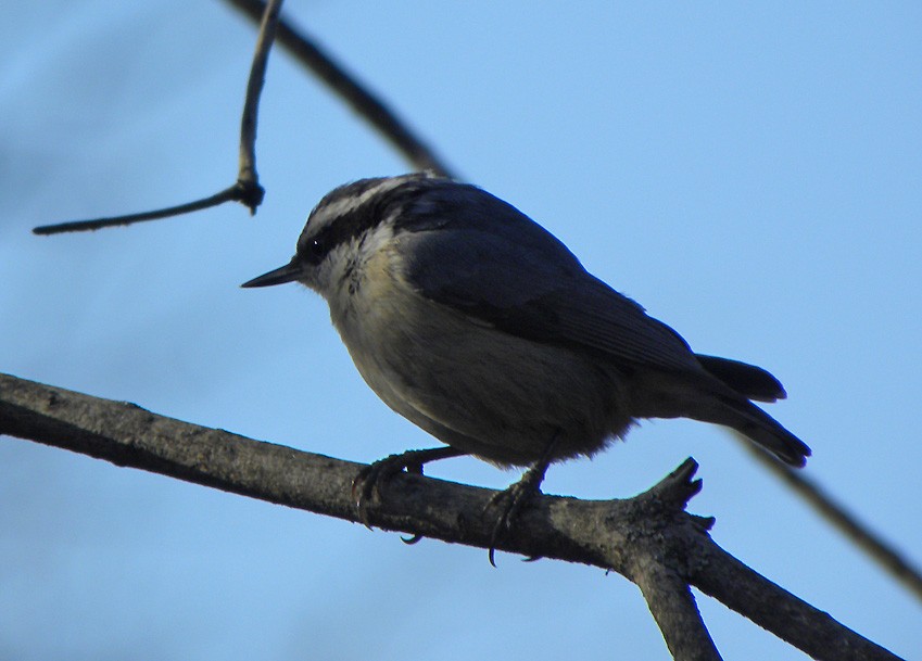 Red-breasted Nuthatch - ML547853441