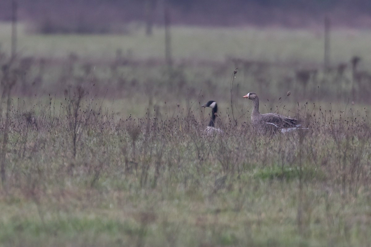 Greater White-fronted Goose - ML547860441