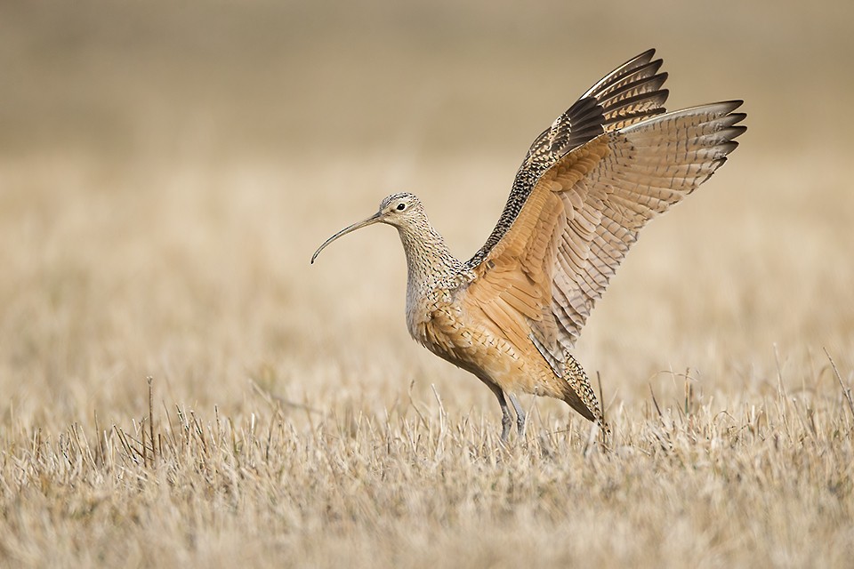 Long-billed Curlew - Jeff Dyck