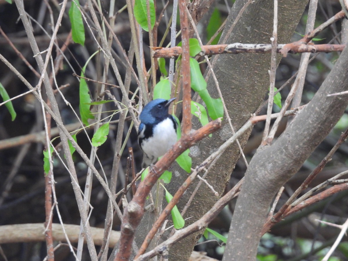 Black-throated Blue Warbler - ML547864131