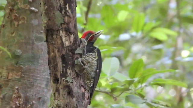 Lineated Woodpecker - ML547864721