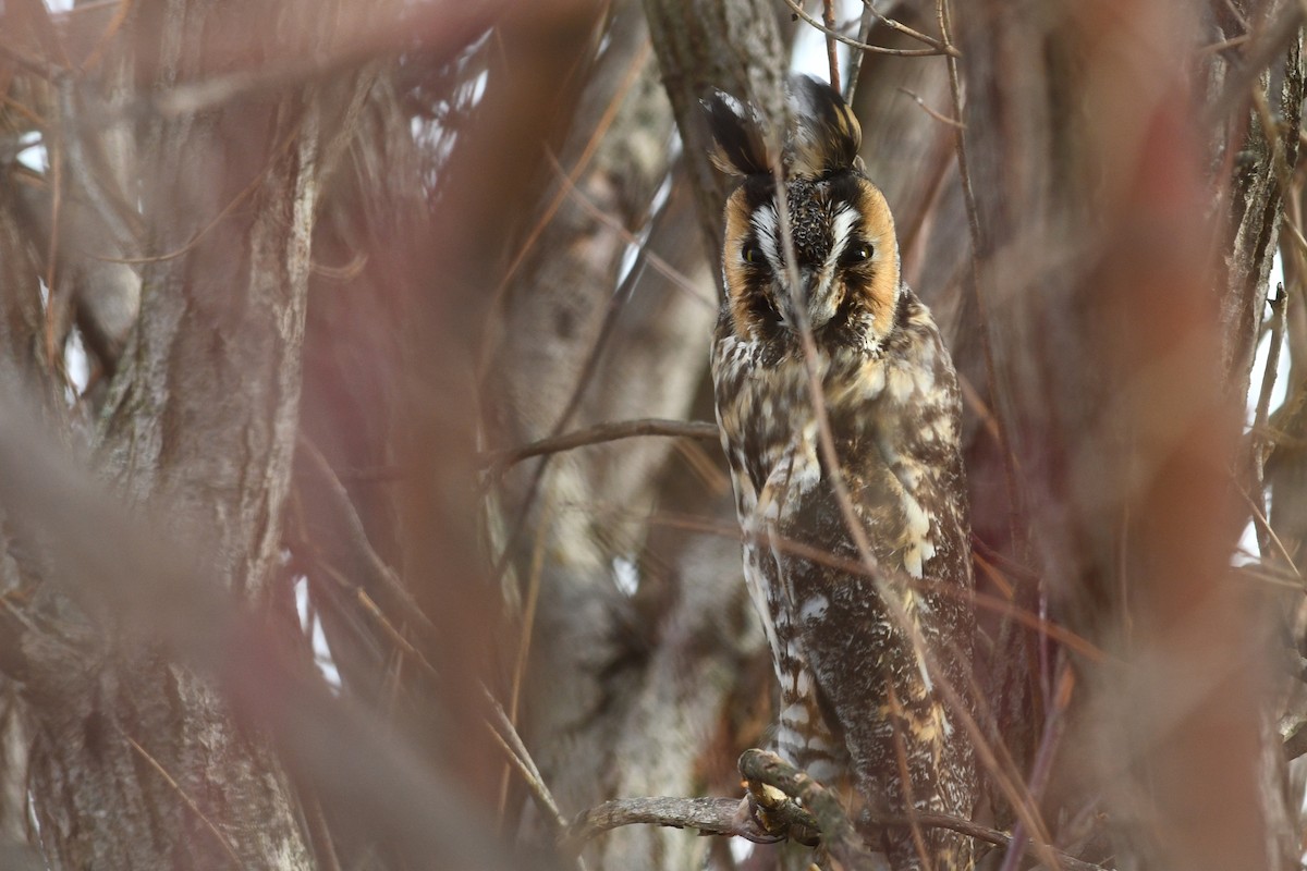 Long-eared Owl - ML547870281