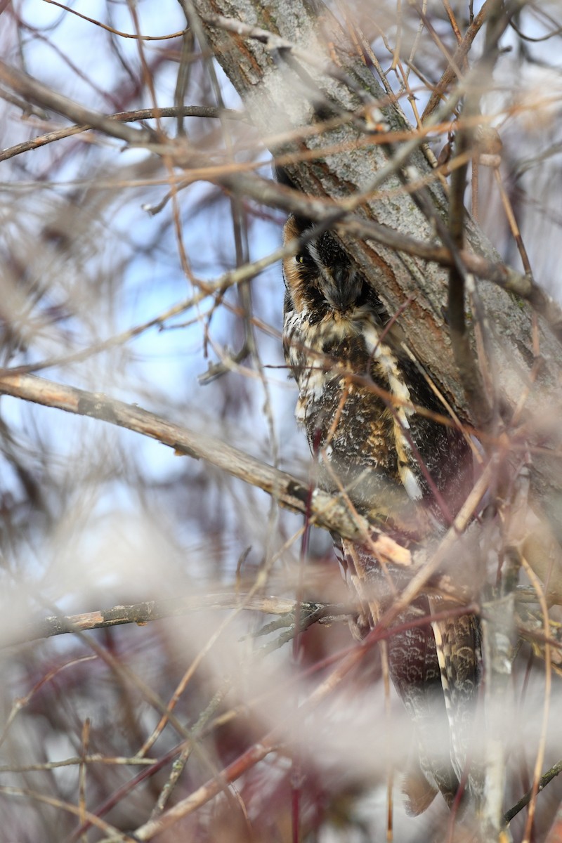Long-eared Owl - ML547870291