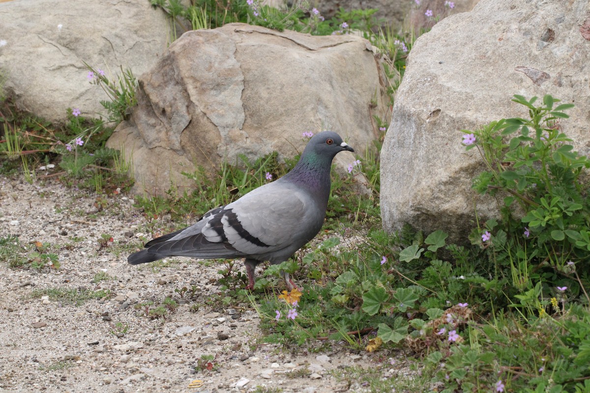 Rock Pigeon (Feral Pigeon) - ML547872091