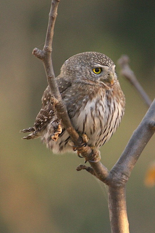 Northern Pygmy-Owl - michael carmody