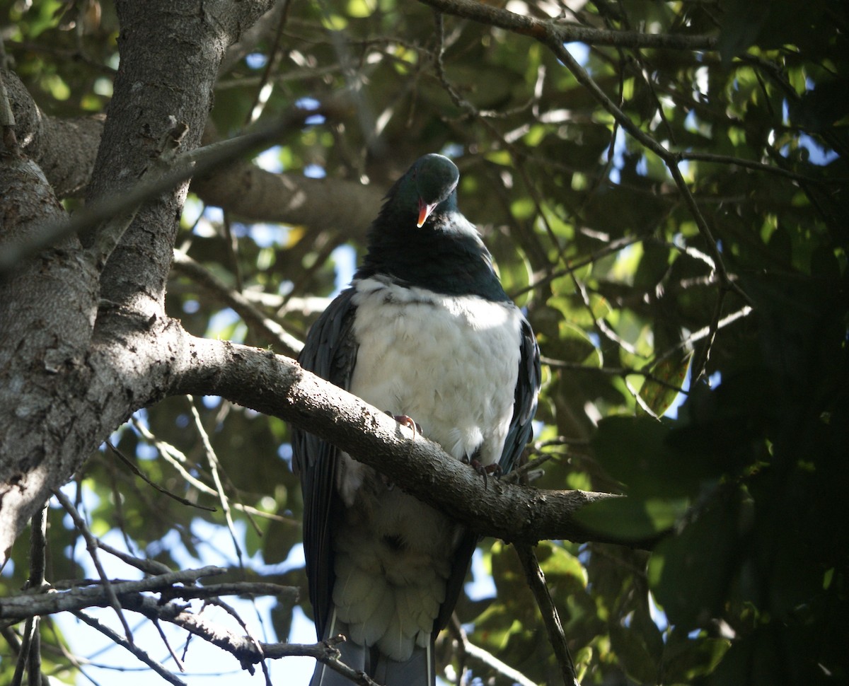 New Zealand Pigeon - ML547874091