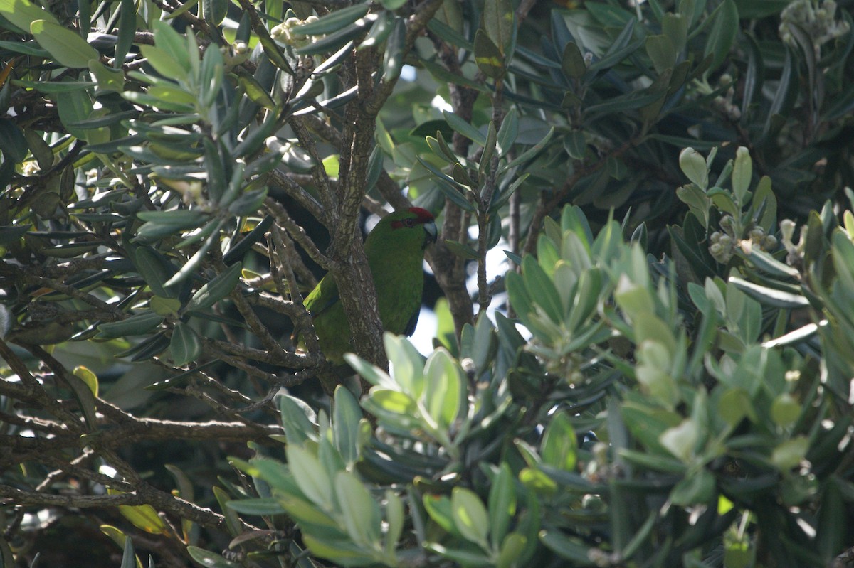 Red-crowned Parakeet - ML547874171