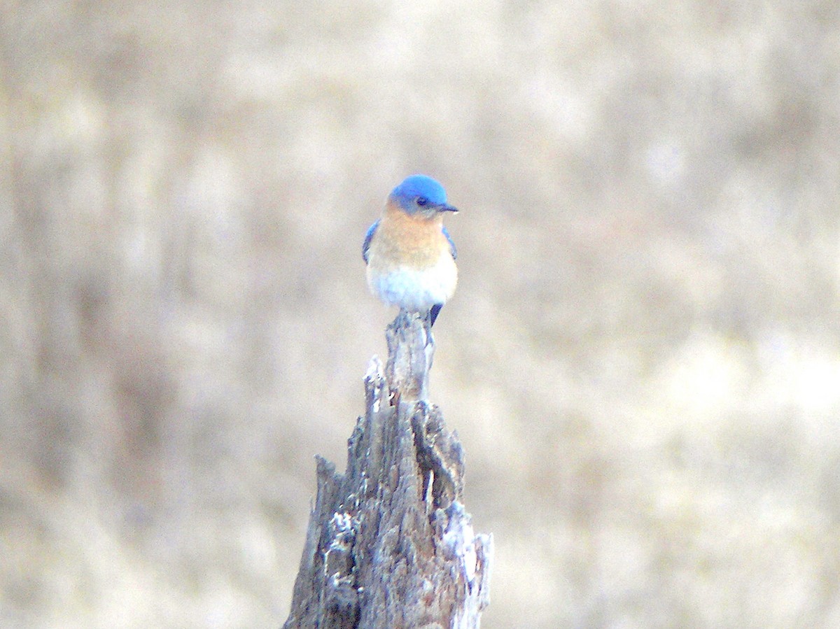 Eastern Bluebird - michael carmody