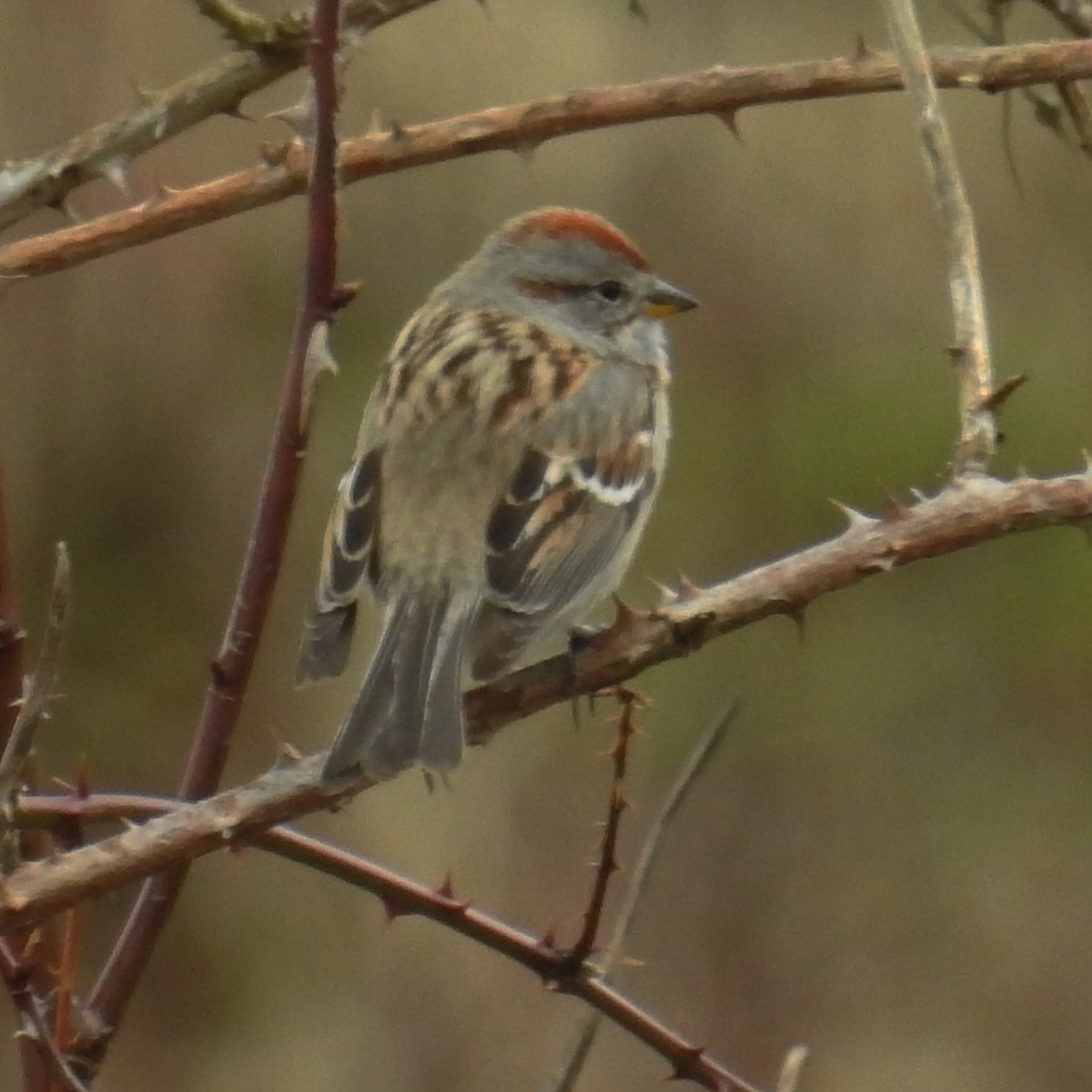 American Tree Sparrow - ML54788131