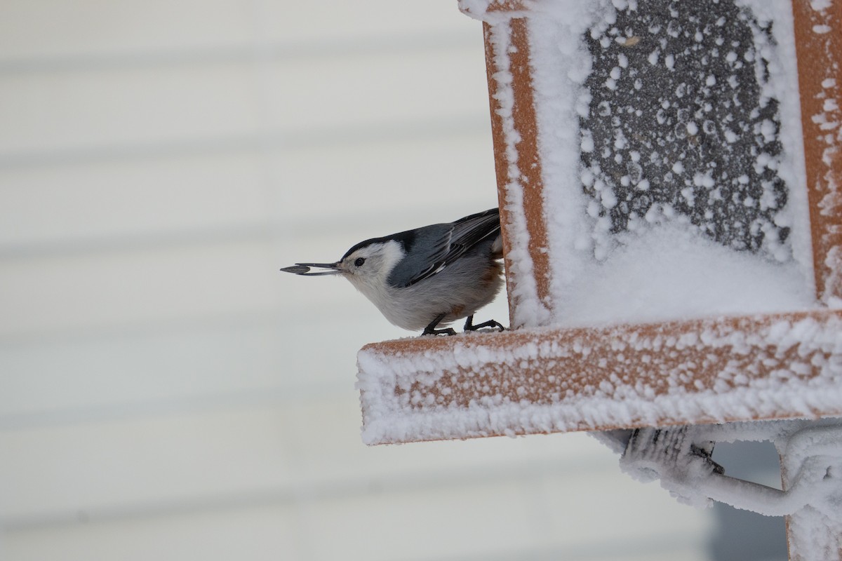 White-breasted Nuthatch - ML547883001