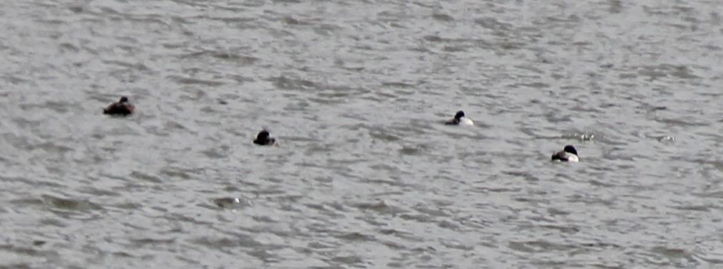 Greater/Lesser Scaup - ML54788311