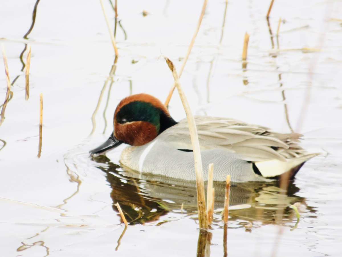 Green-winged Teal - ML547884111