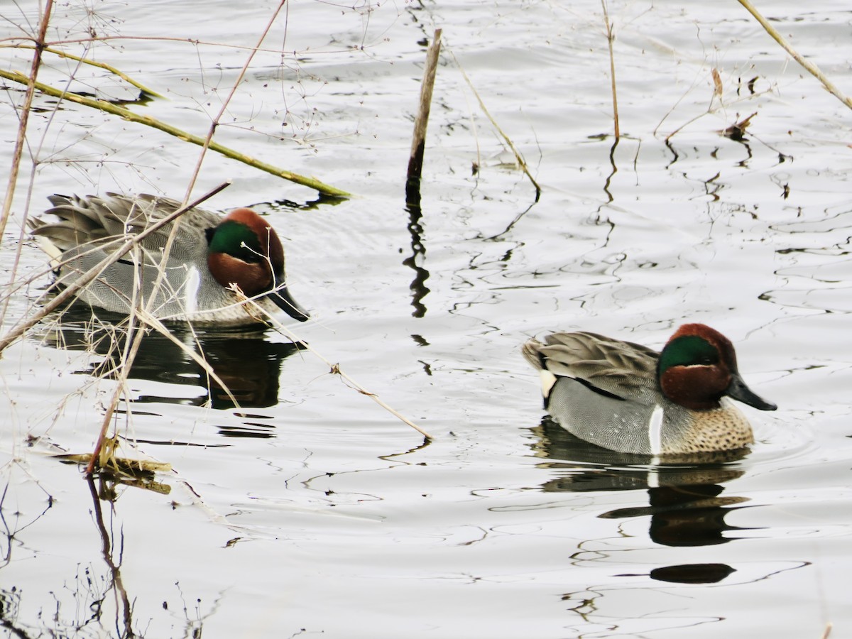 Green-winged Teal - ML547884121