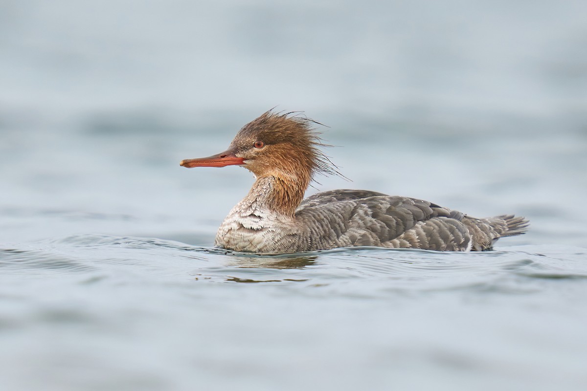 Red-breasted Merganser - Grigory Heaton
